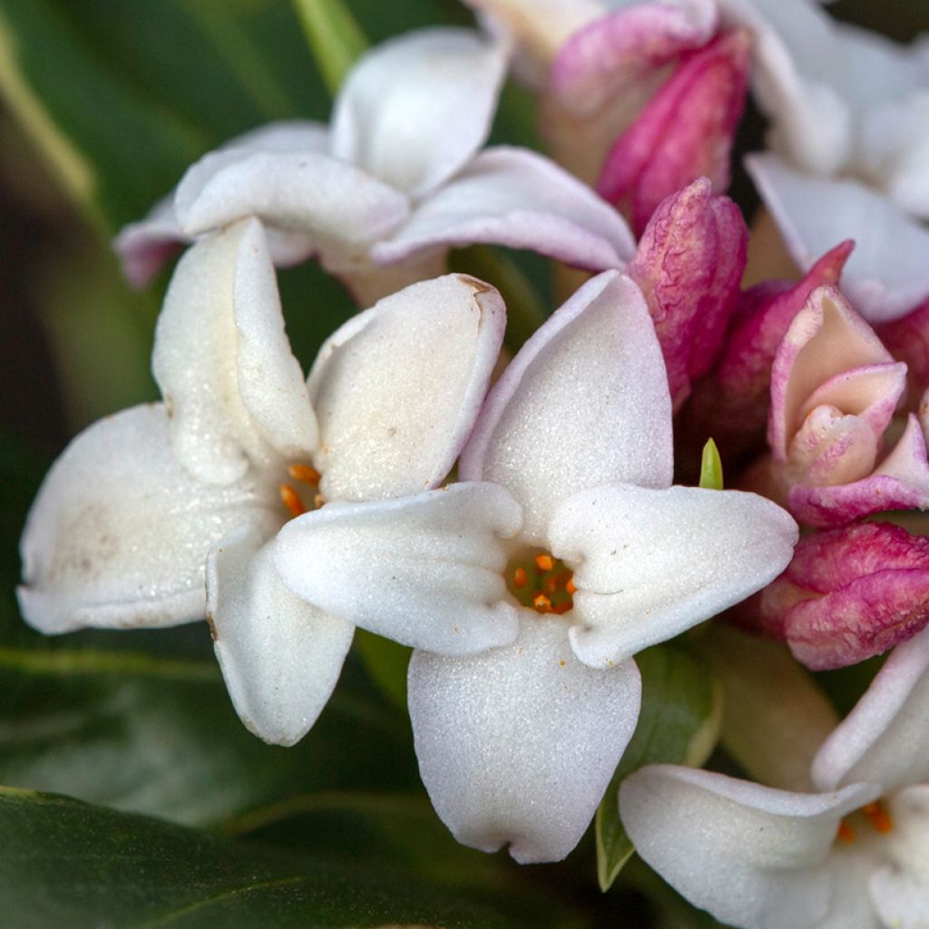 Daphne odora Aureomarginata