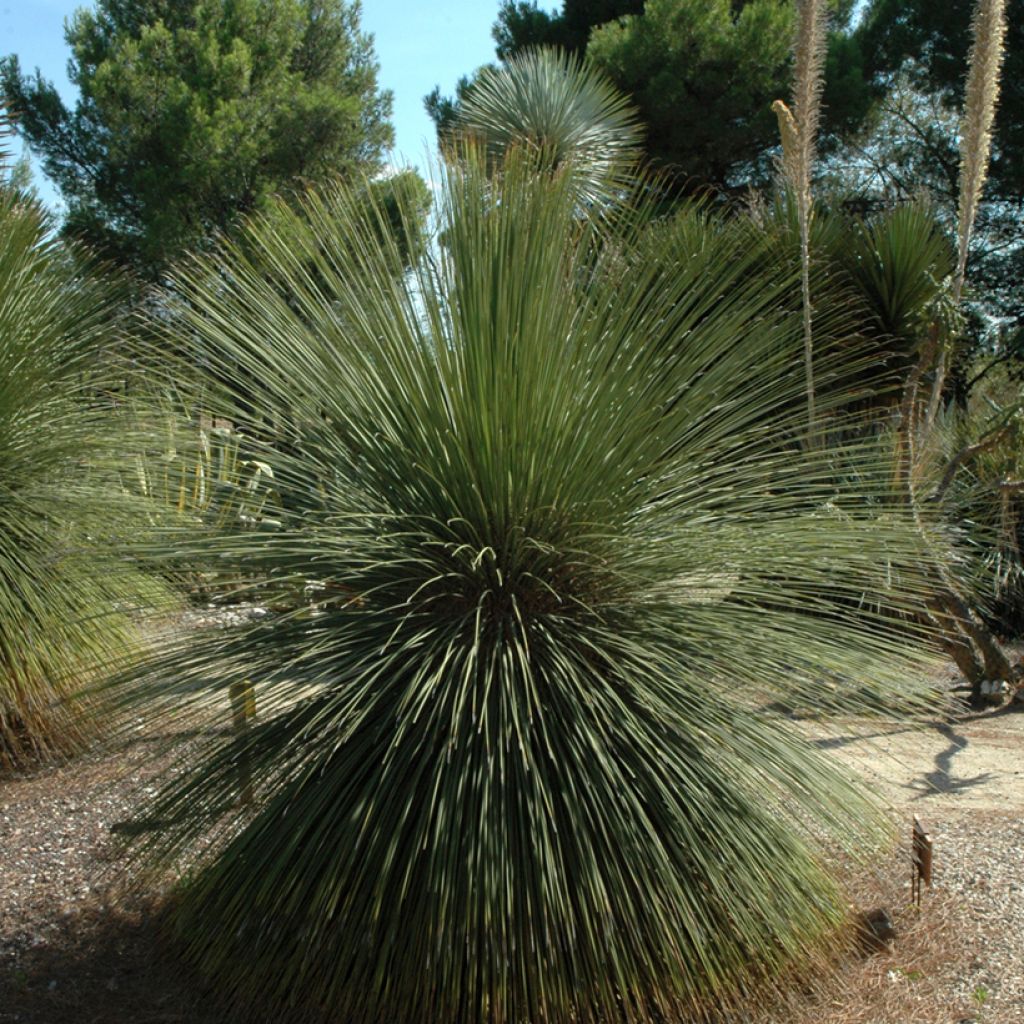 Dasylirion longissimum