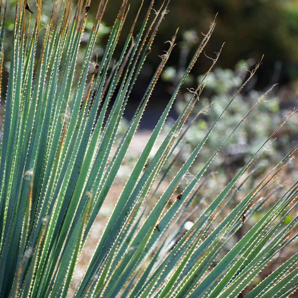 Dasylirion wheeleri 