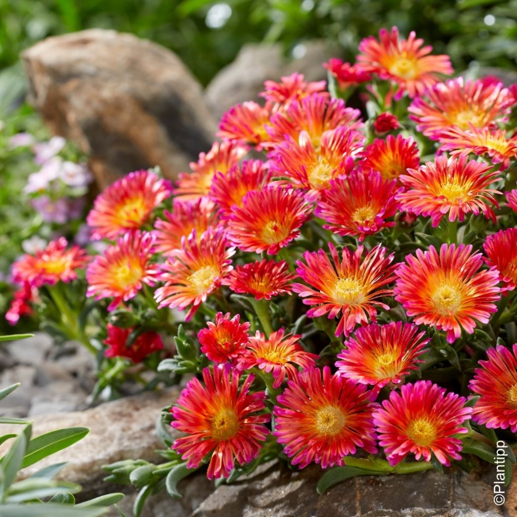 Delosperma Ocean Sunset Orange Glow