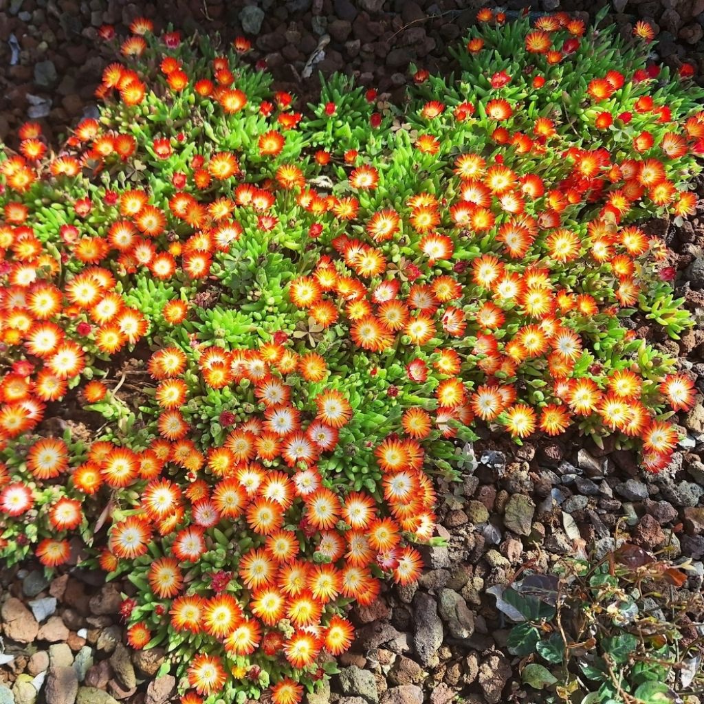 Delosperma Wheels of Wonder Fire
