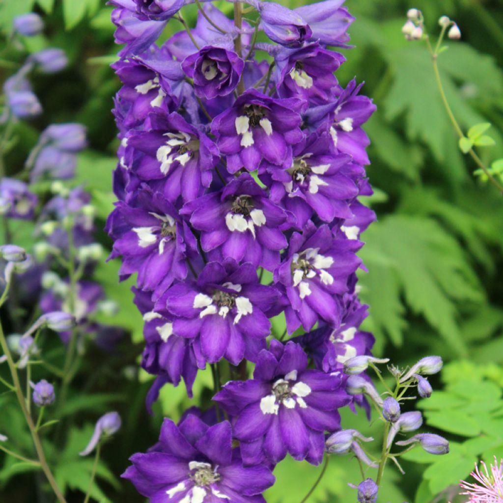 Delphinium Dark Blue-White Bee - Pied d'Alouette vivace