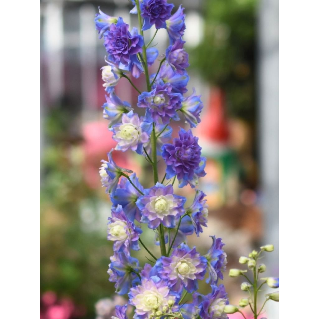 Delphinium Highlander Bolero - Pied d'alouette vivace