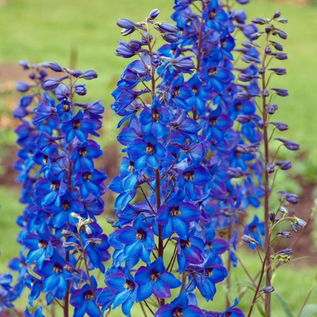 Delphinium Pacific Black Knight - Pied d'Alouette vivace