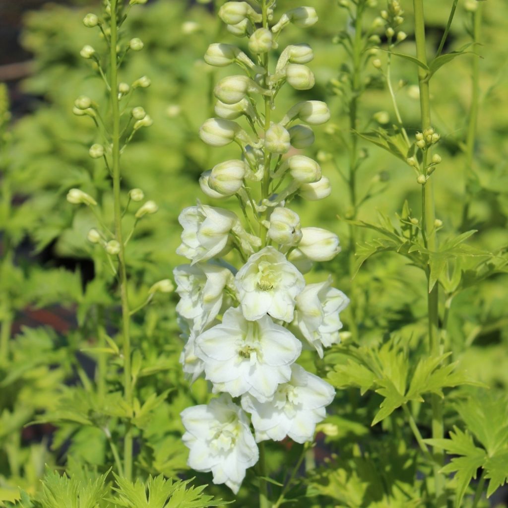 Delphinium Pacific Galahad - Pied d'Alouette vivace