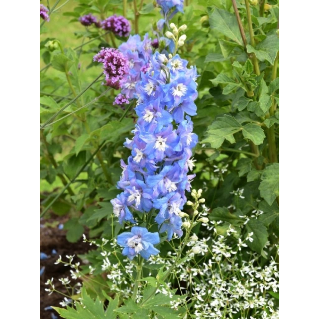 Delphinium Sky Blue-White Bee - Pied d'Alouette vivace