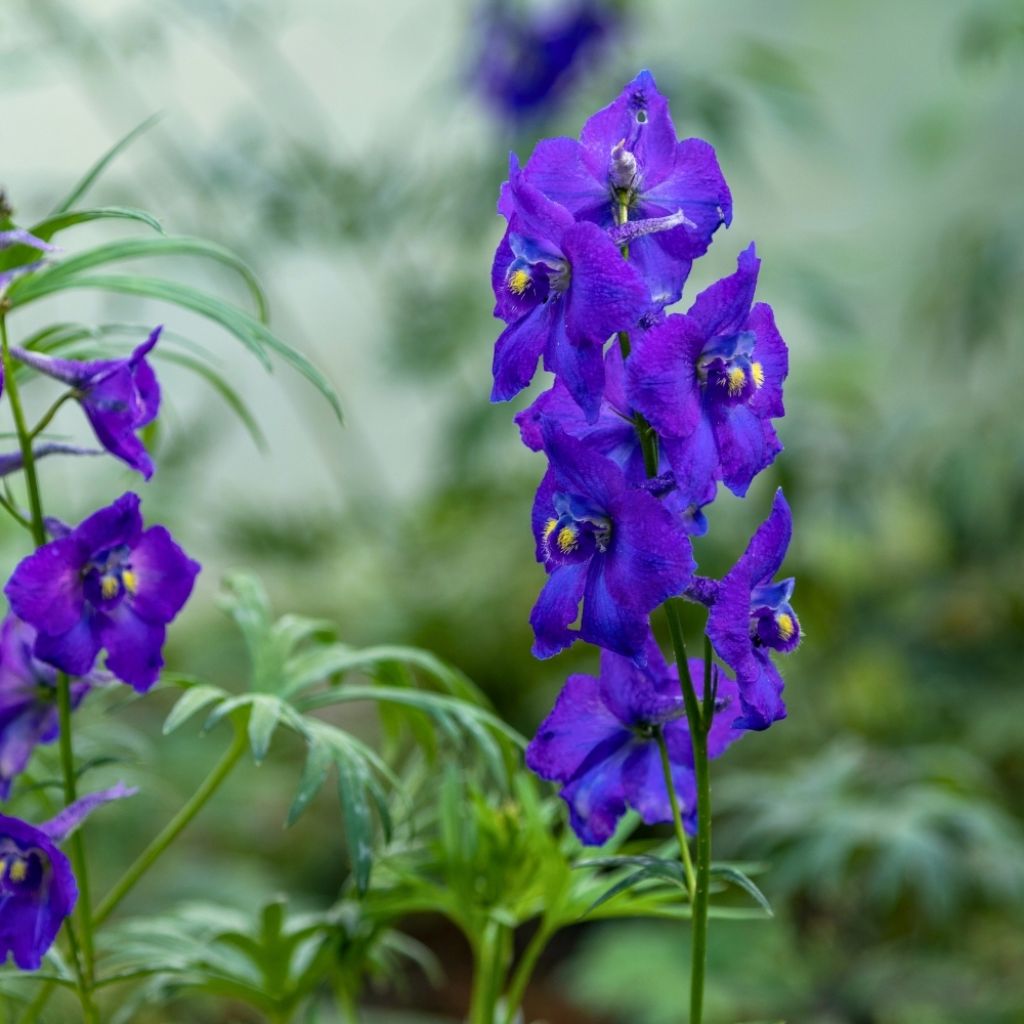 Delphinium belladonna Bellamosum - Pied d'Alouette vivace
