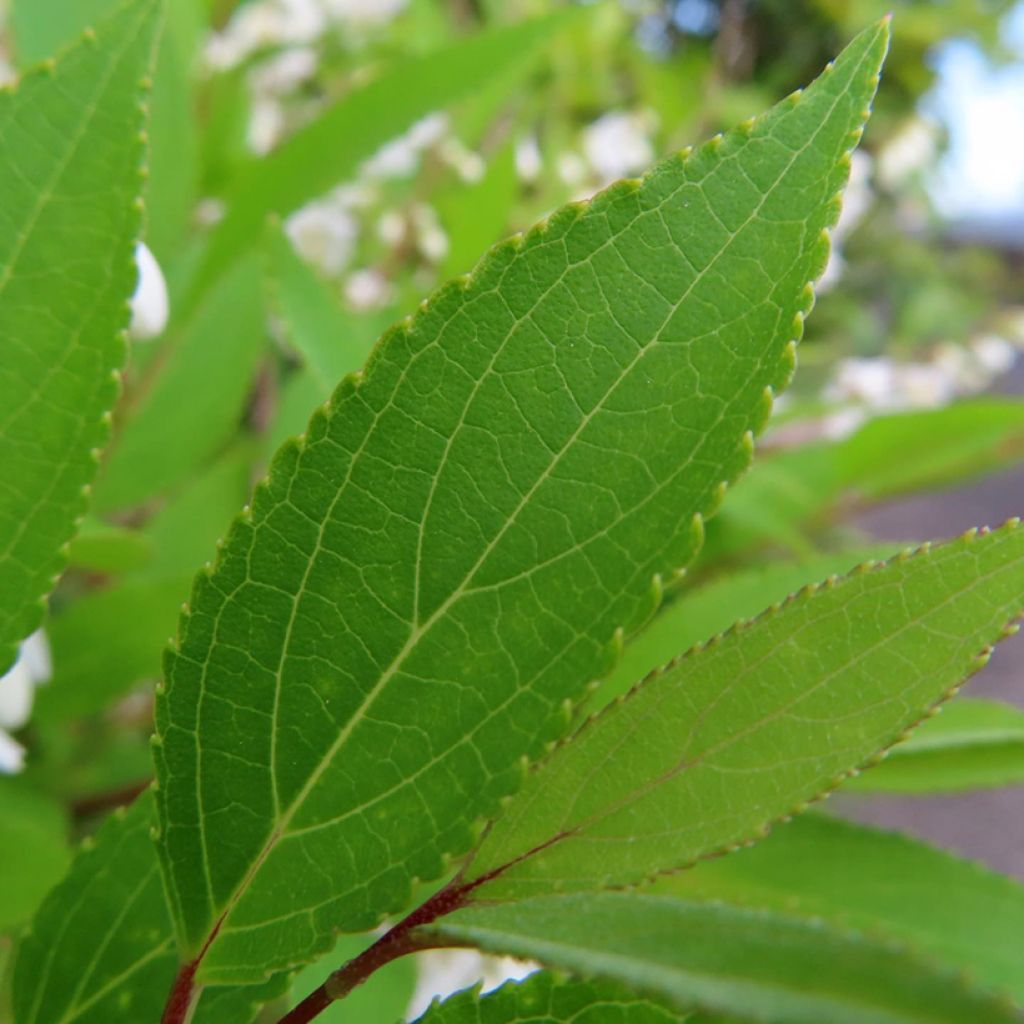 Deutzia gracilis - Deutzie
