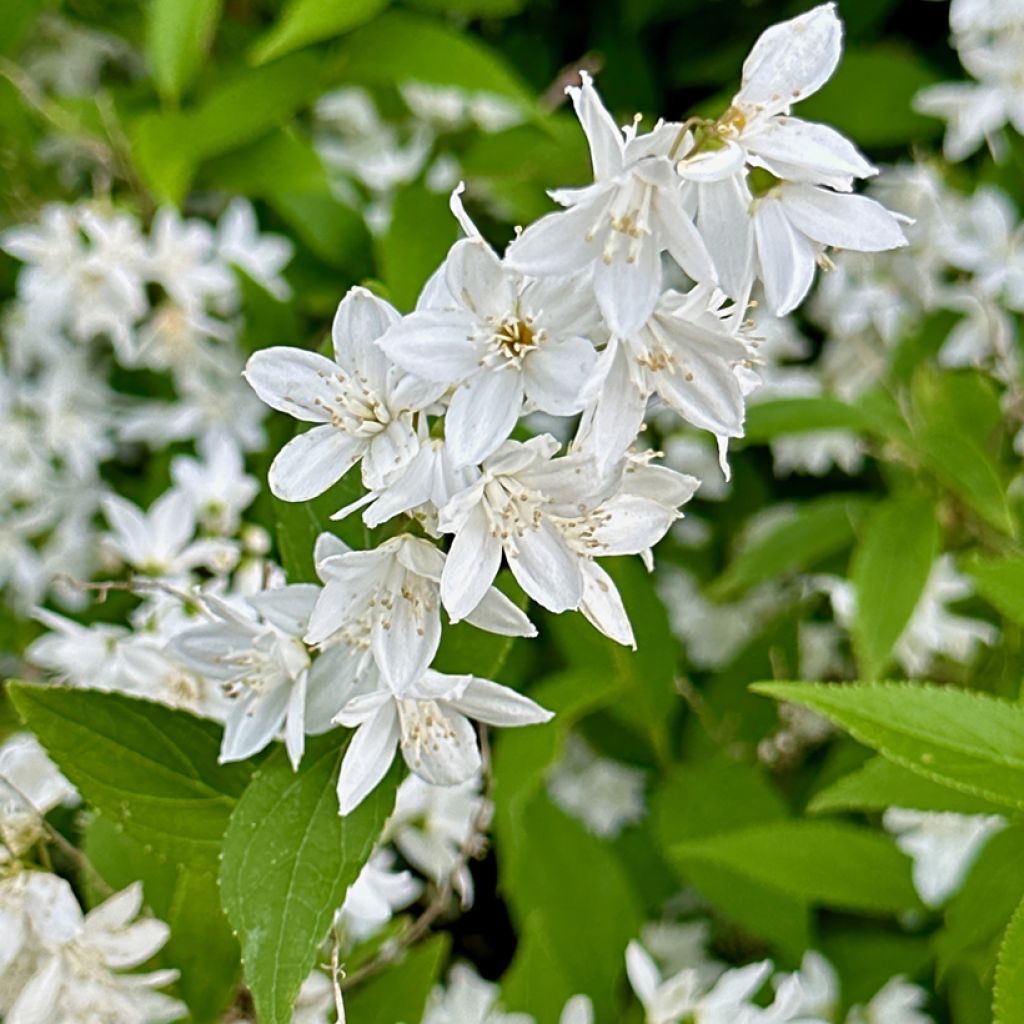 Deutzia gracilis - Deutzie