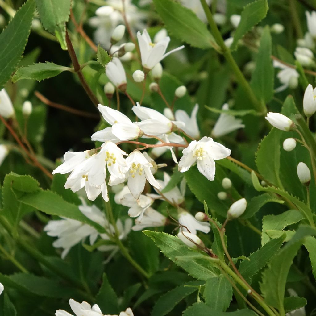 Deutzia gracilis Nikko