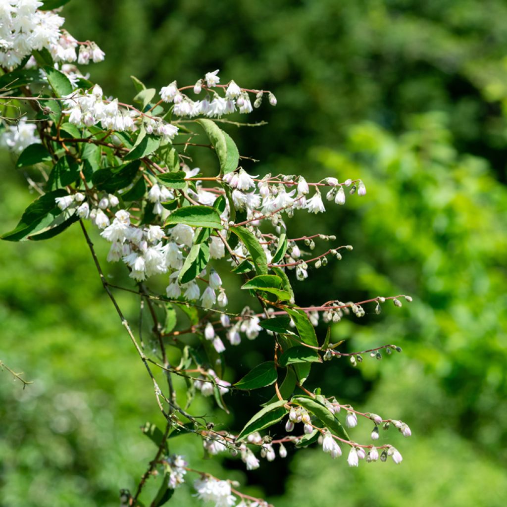Deutzia scabra Codsall Pink - Deutzie