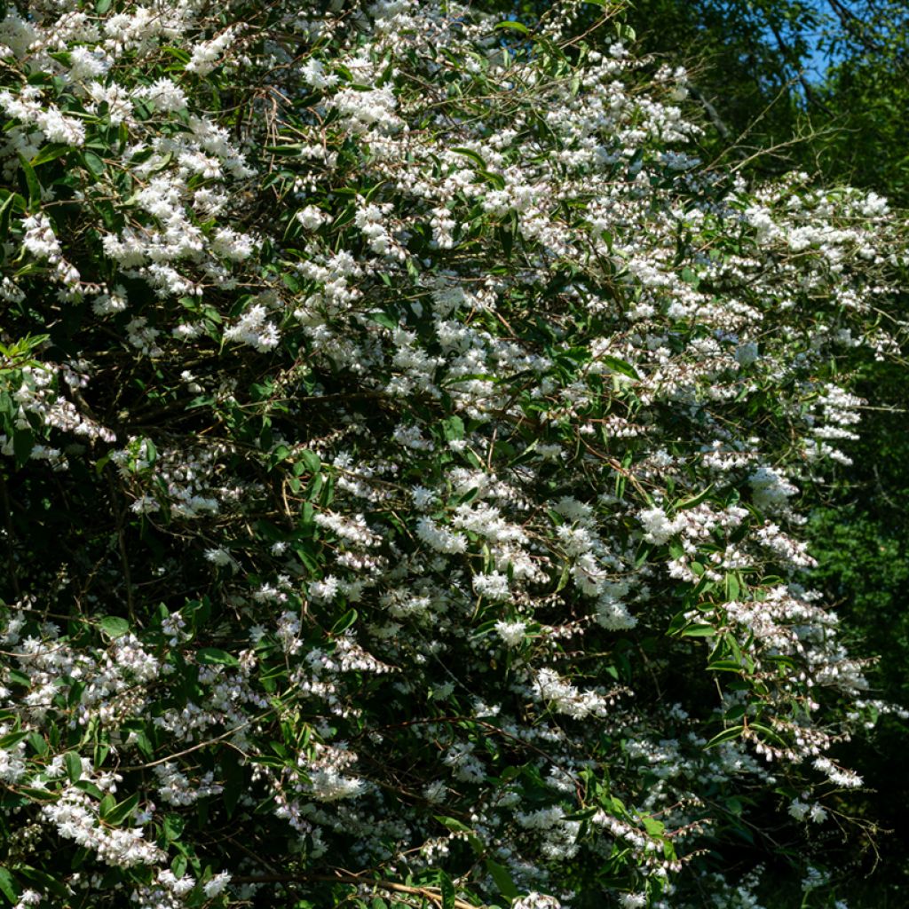 Deutzia scabra Codsall Pink - Deutzie
