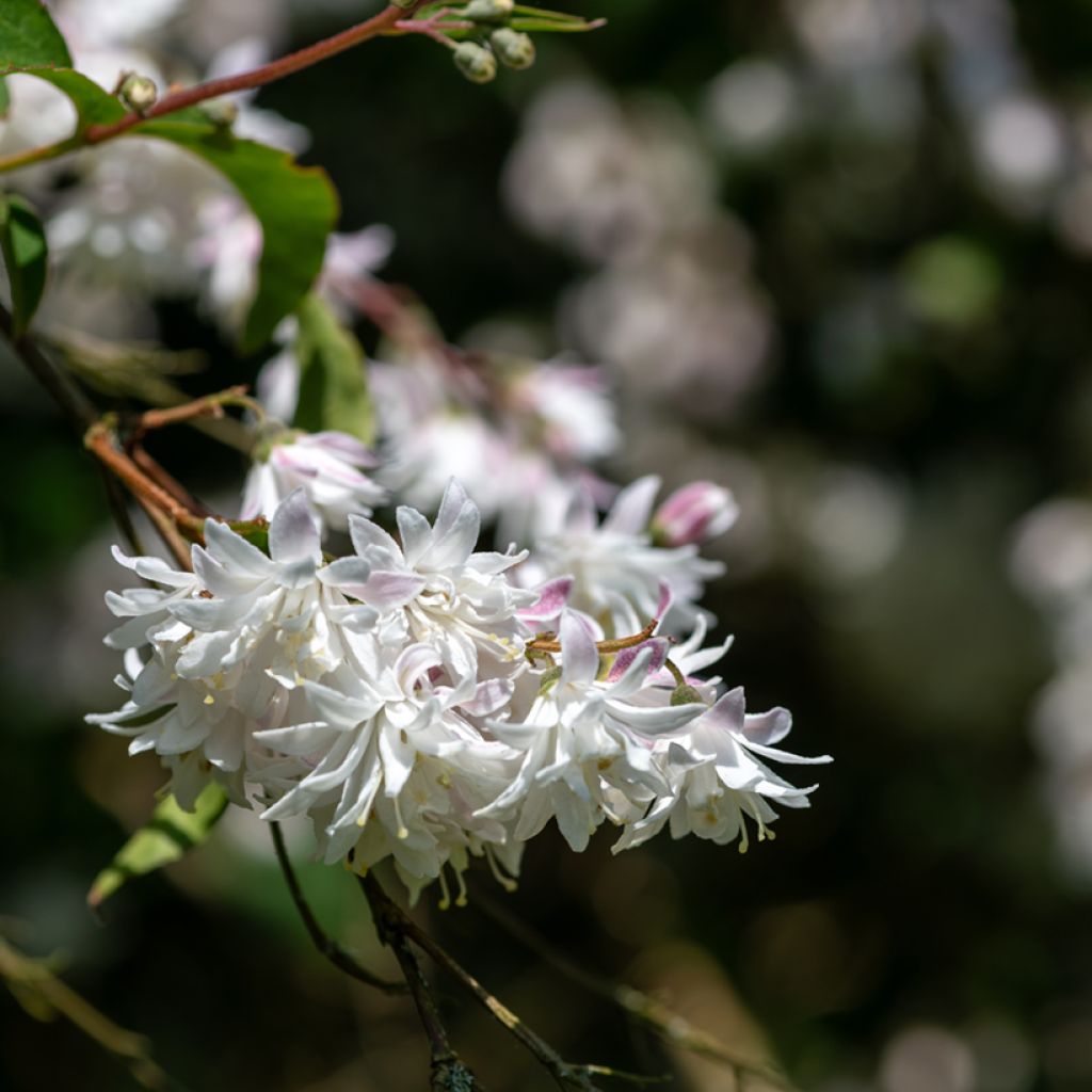 Deutzia scabra Codsall Pink - Deutzie