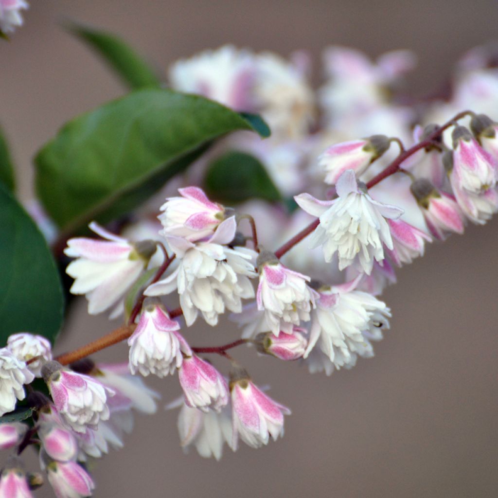 Deutzia scabra Plena - Deutzie