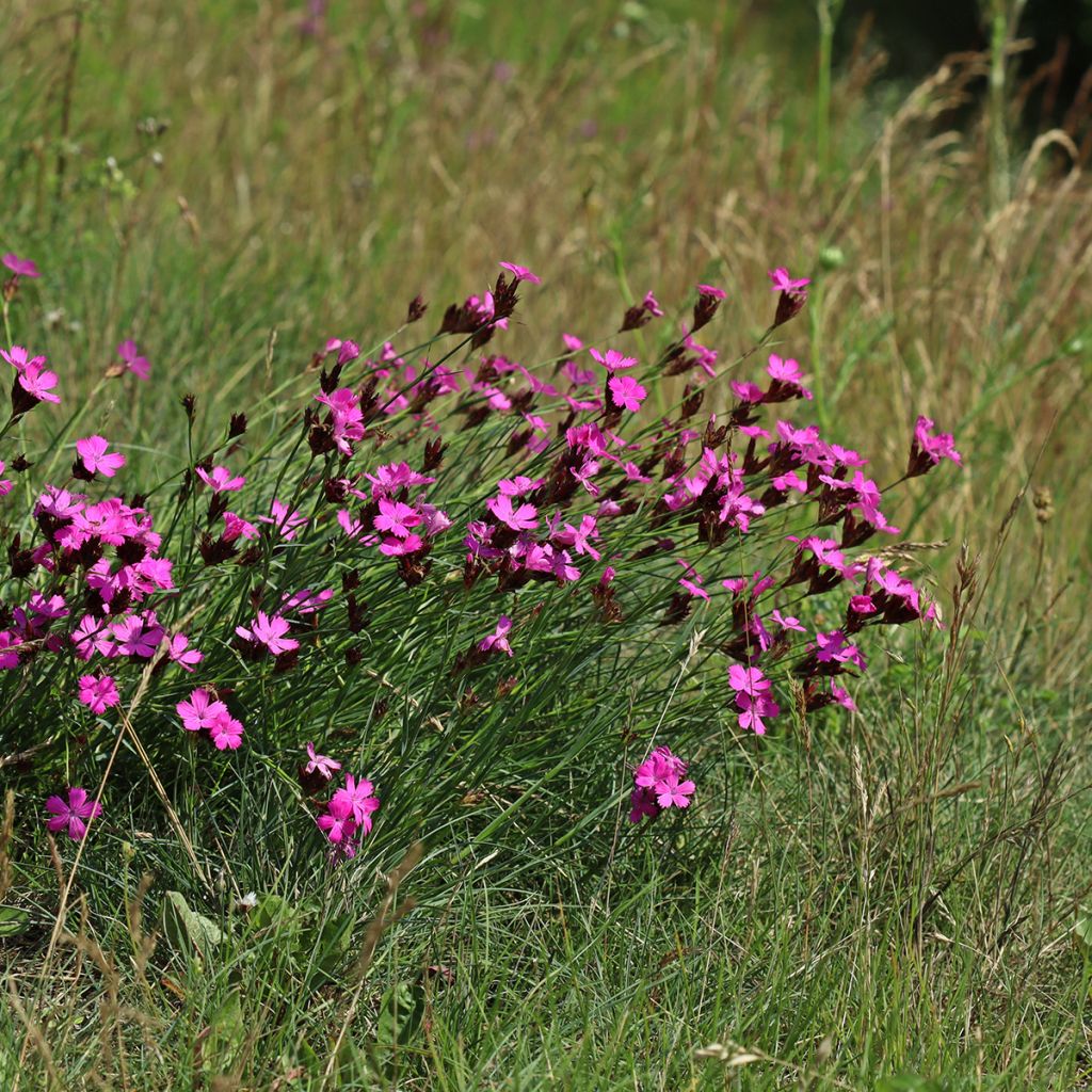 Dianthus carthusianorum - Oeillet des chartreux