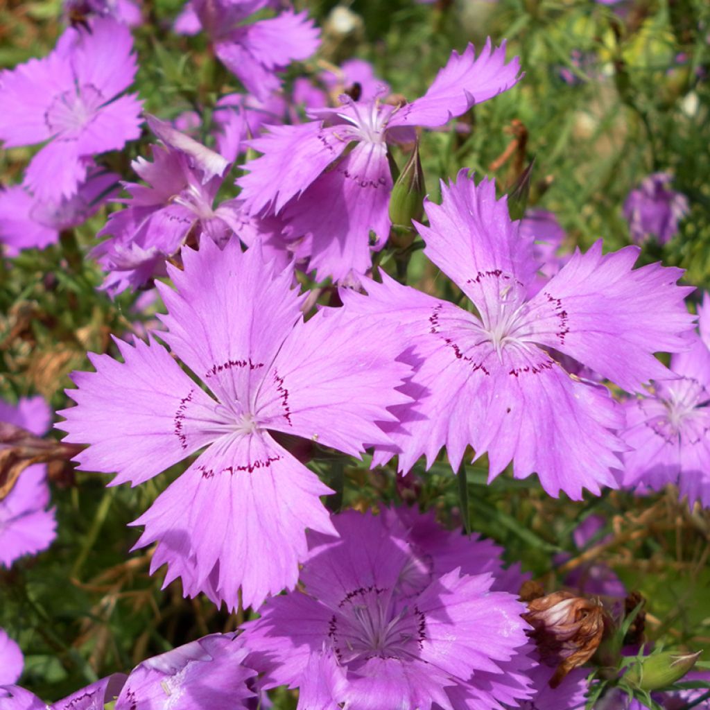 Graines d'Oeillet du fleuve Amour Siberian Blues - Dianthus amurensis