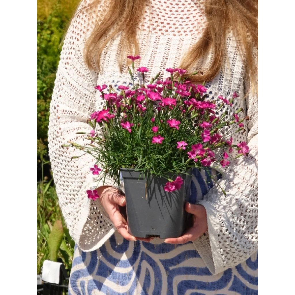 Dianthus gratianopolitanus Kahori - Œillet de pentecôte