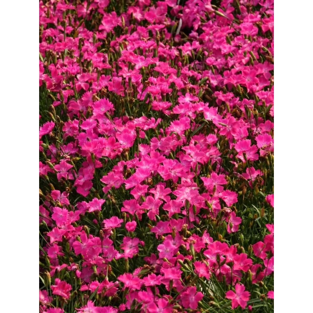 Dianthus gratianopolitanus Kahori - Œillet de pentecôte