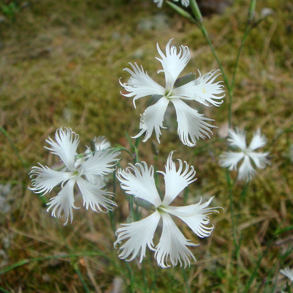 Dianthus Berlin Snow - Oeillet nain