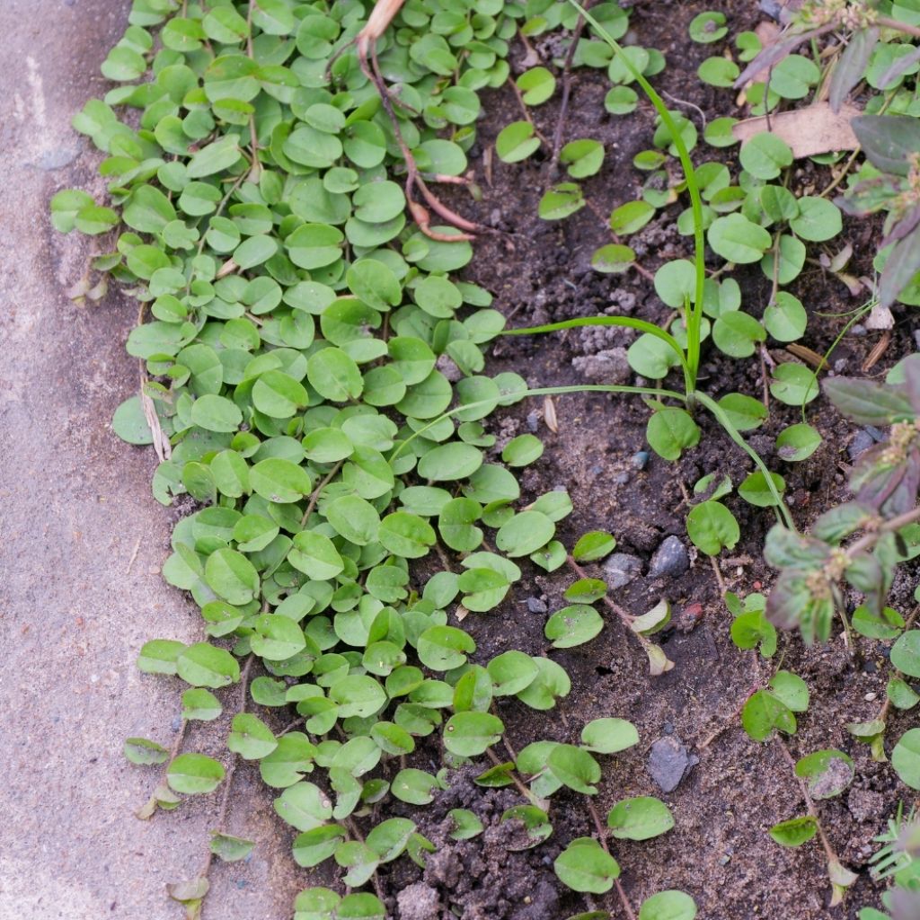 Dichondra repens - Dichondra rampant
