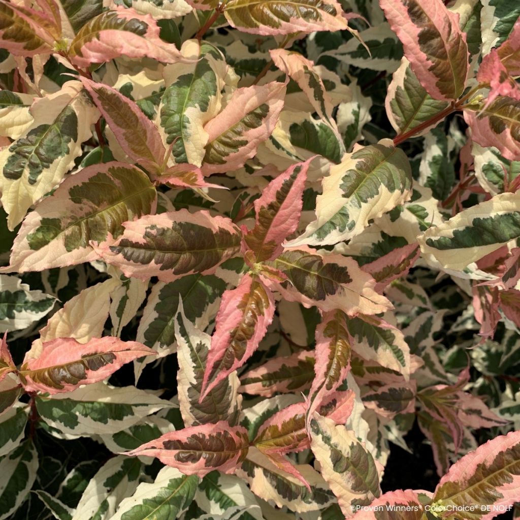 Diervilla Kodiak Mixx