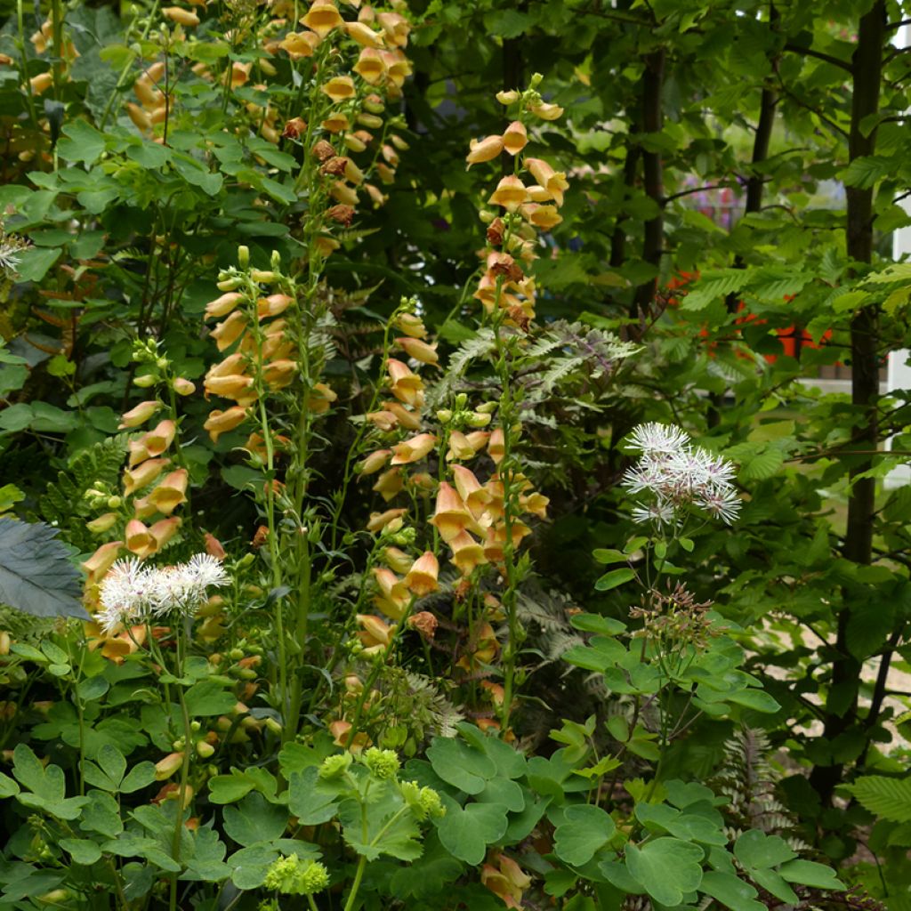 Digitale - Digitalis hybride Goldcrest