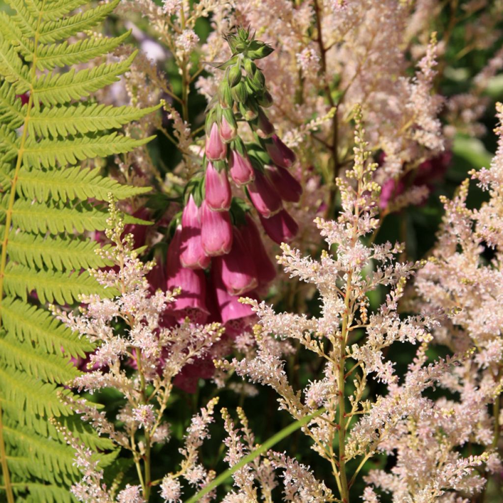 Digitale - Digitalis purpurea Monstrosa 