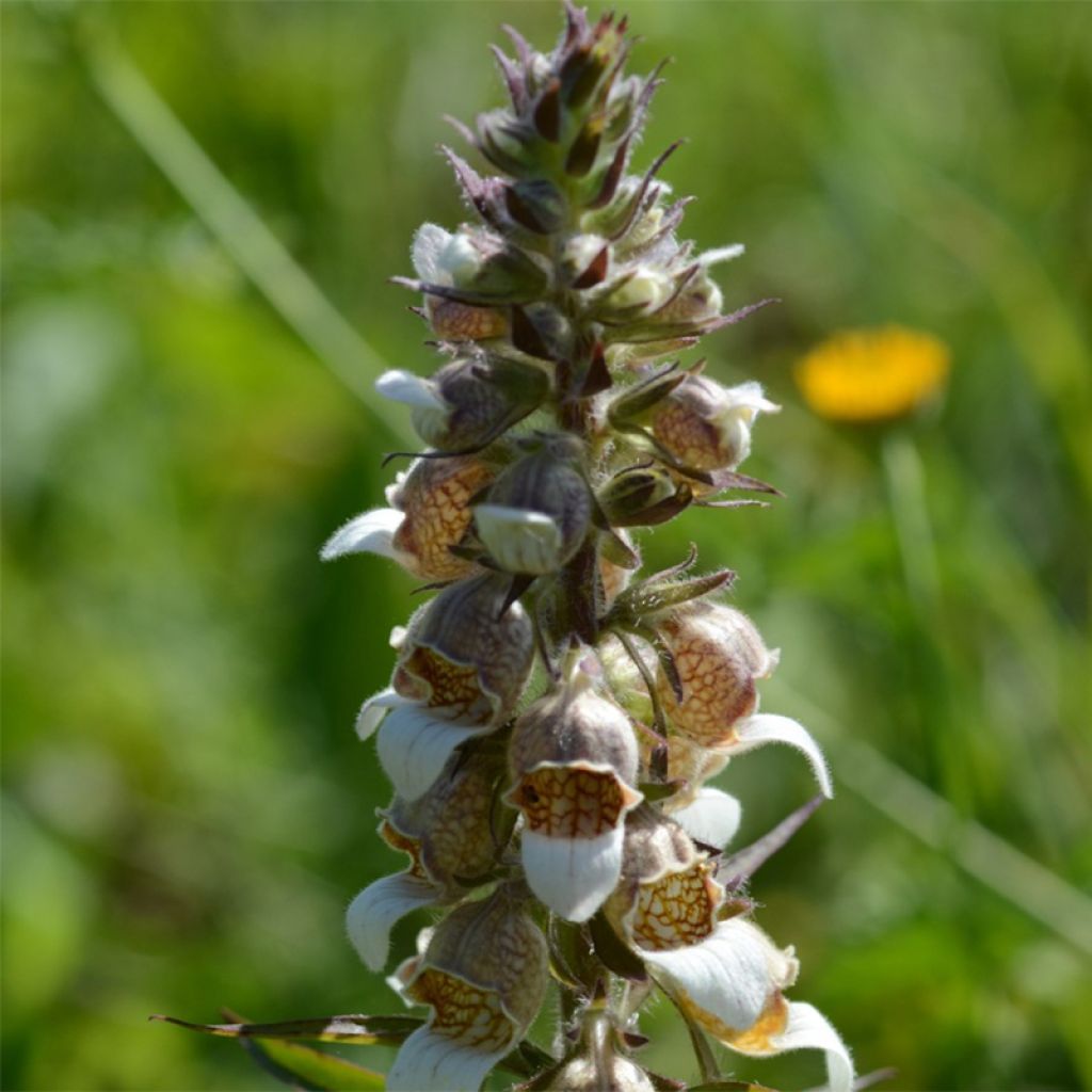 Digitale laineuse bicolore - Digitalis lanata