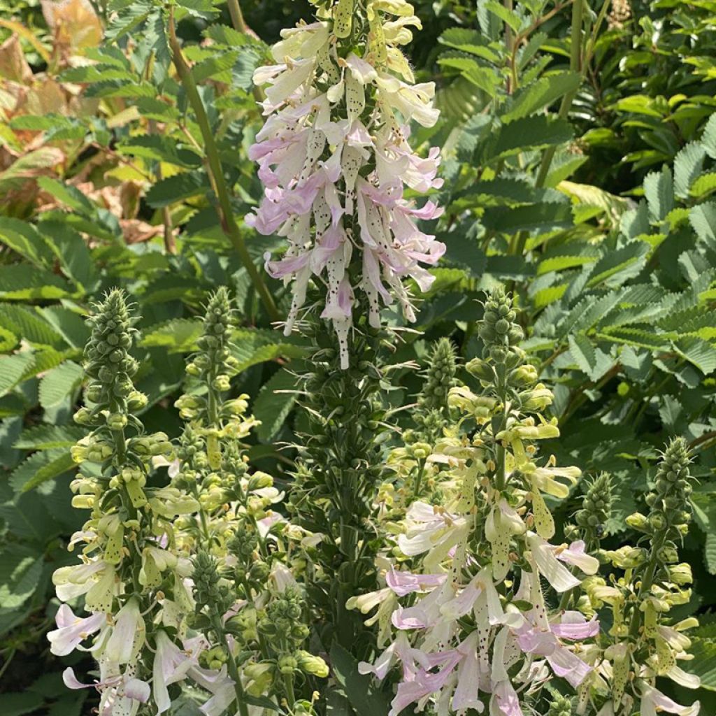 Digitalis Apple Blossom - Digitale