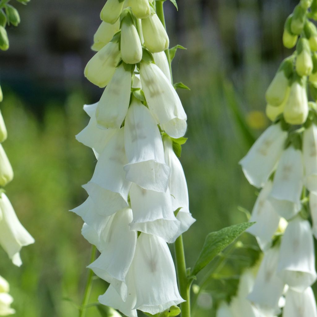 Graines de Digitale Alba  - Digitalis purpurea f.albiflora