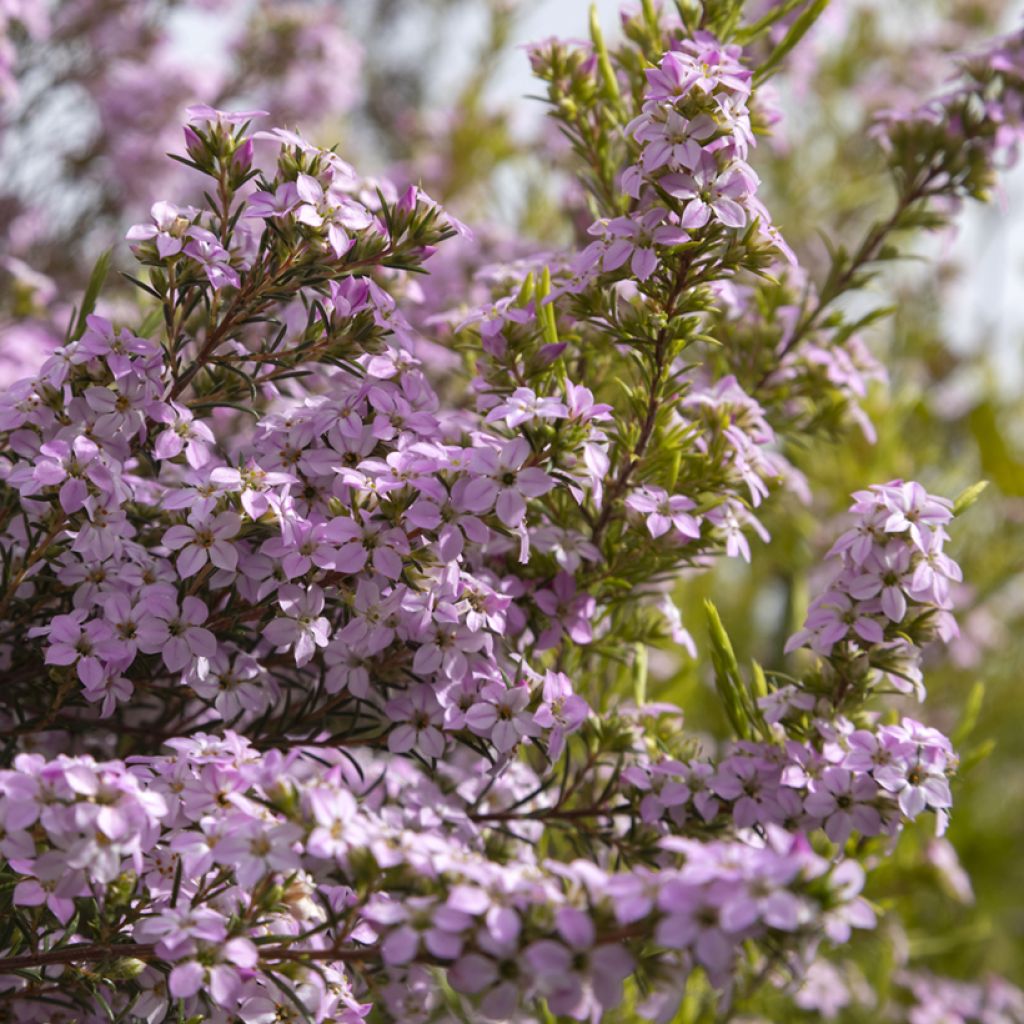 Diosma Pink Diamond