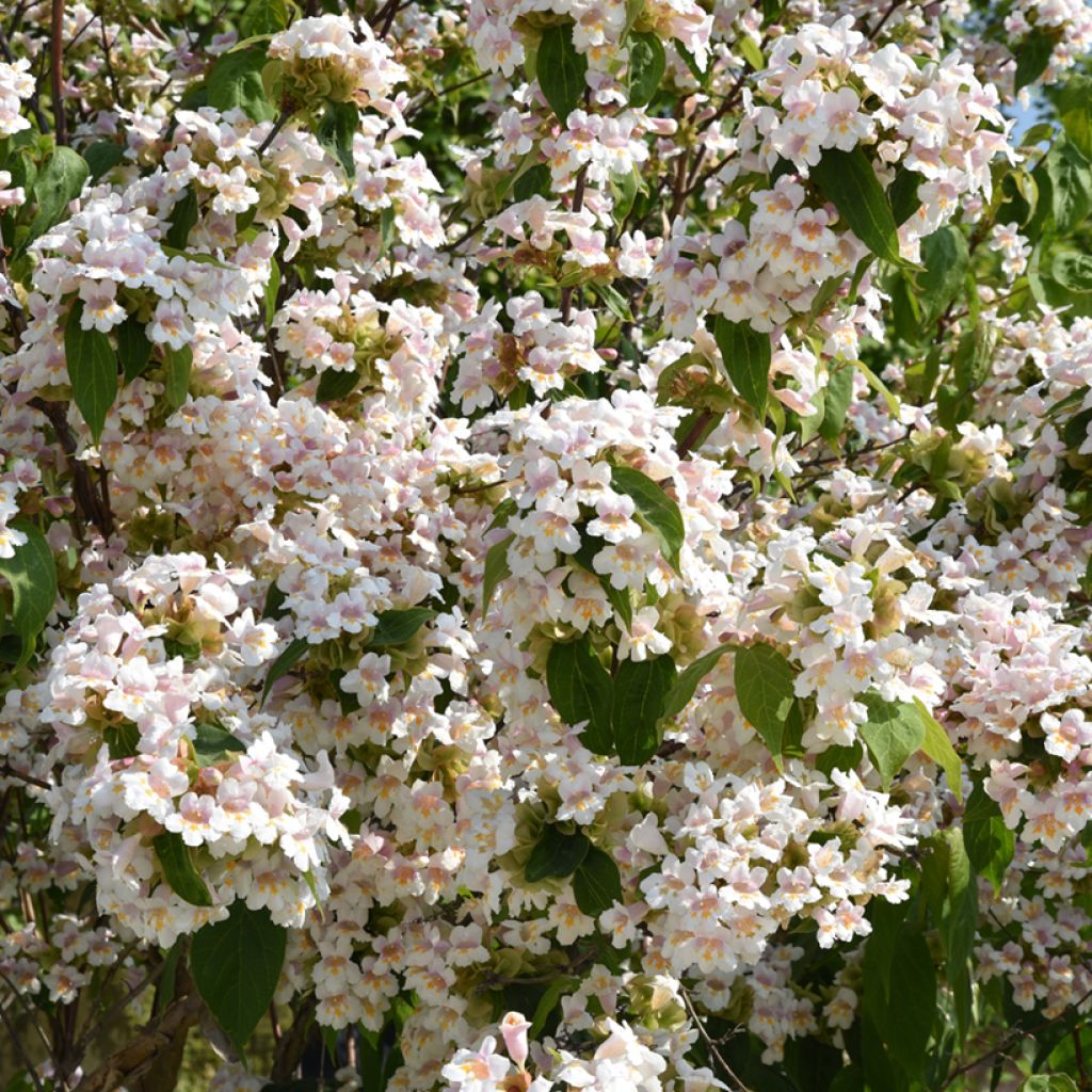 Dipelta floribunda