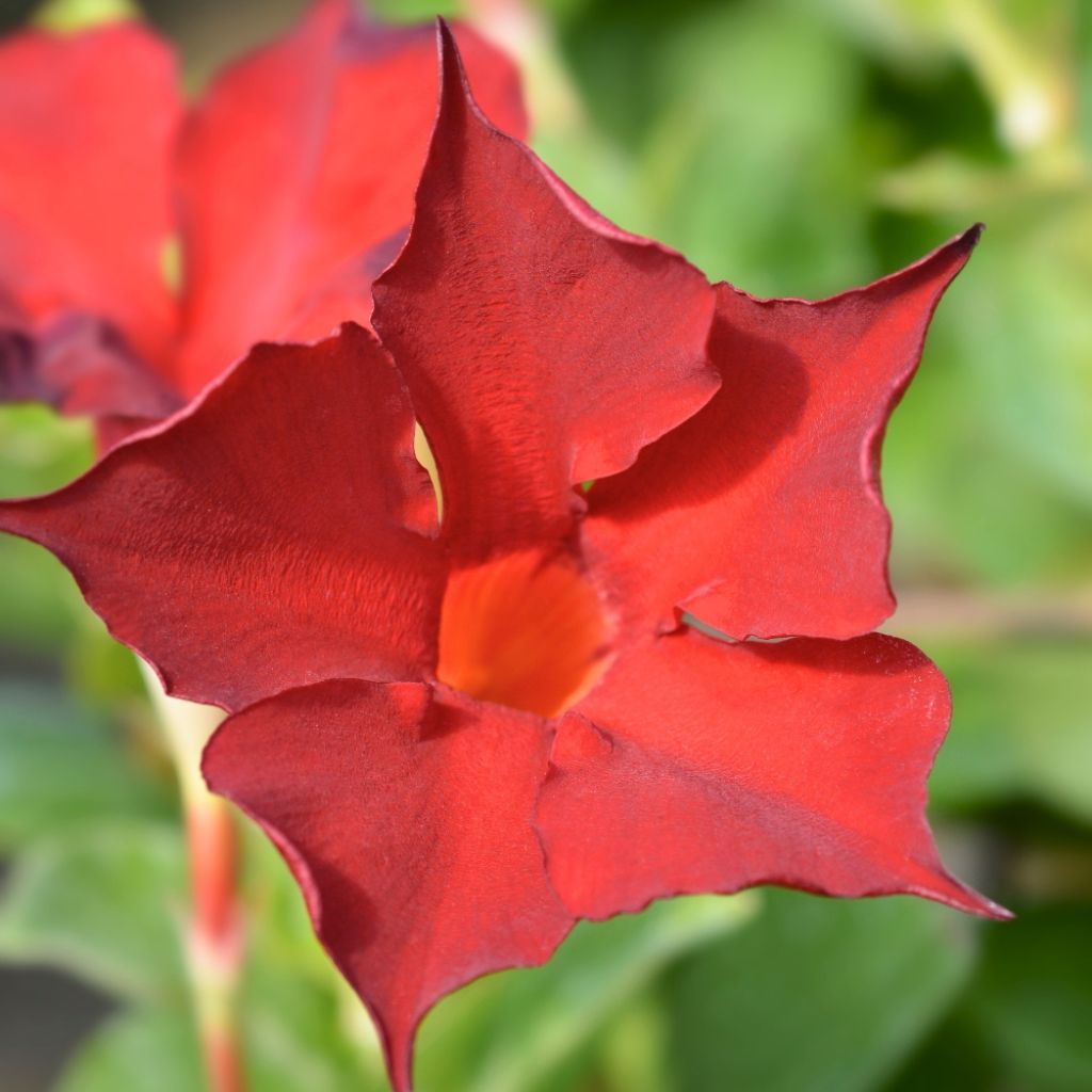 Dipladénia BELLA Compact Red