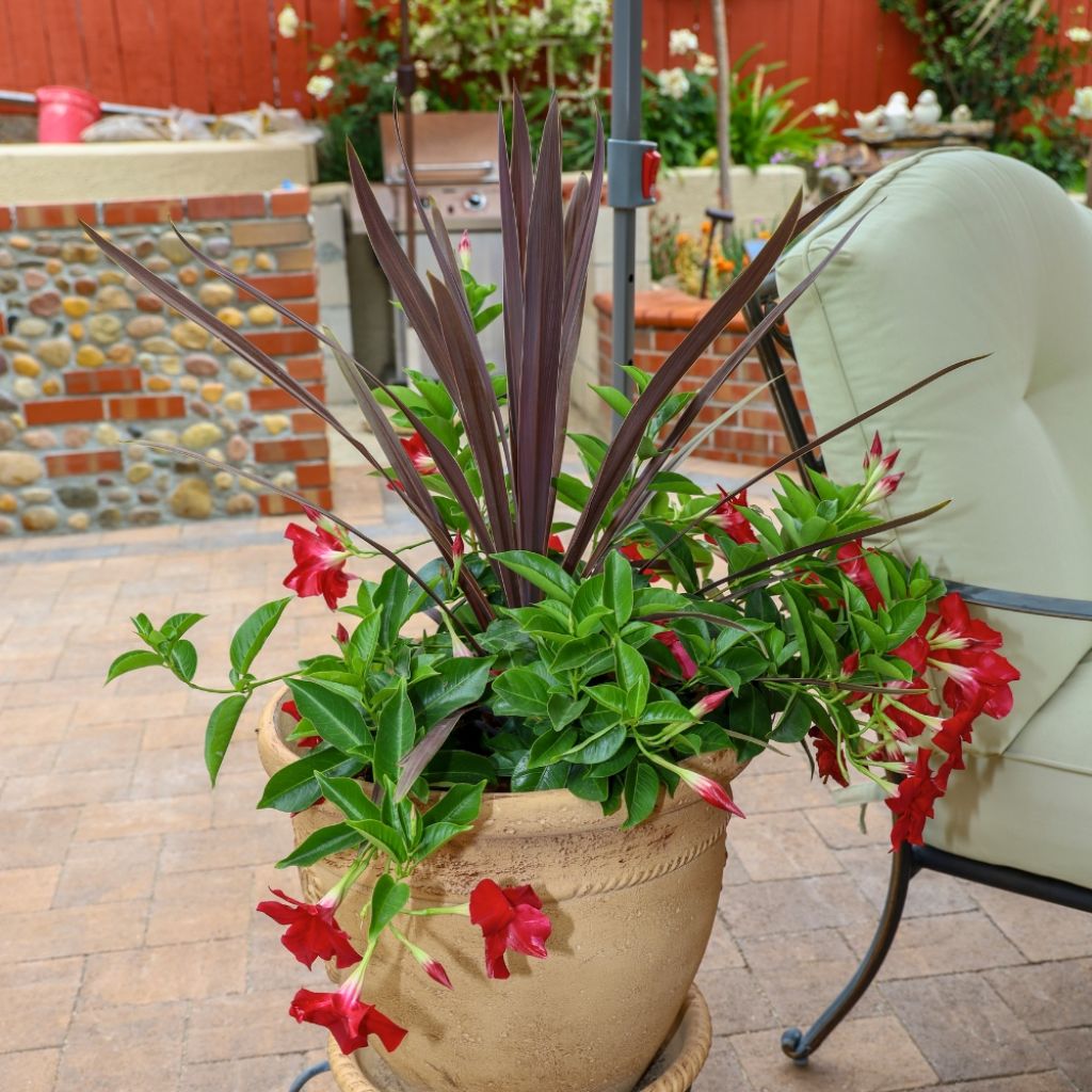 Dipladénia BELLA Compact Red