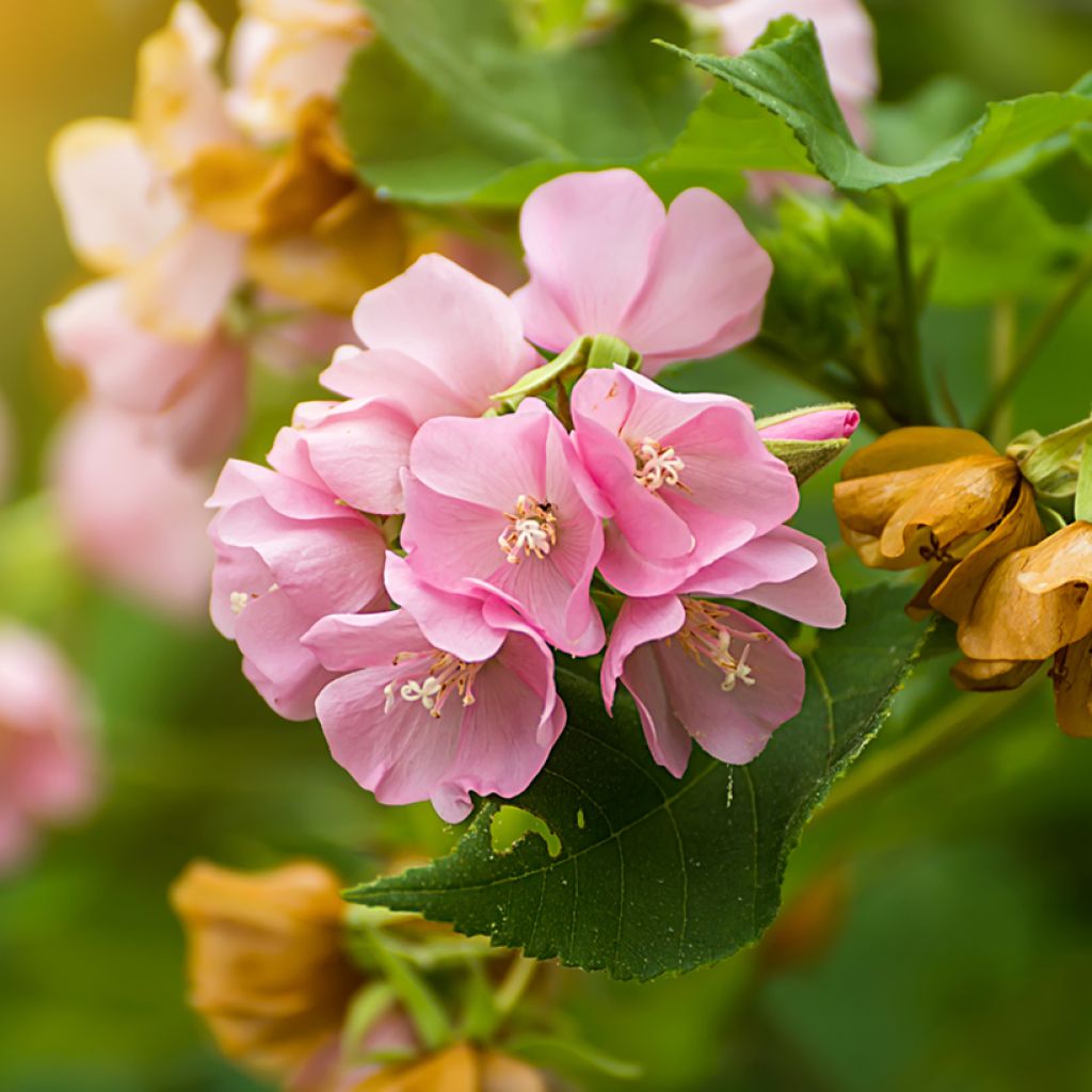 Dombeya x cayeuxii
