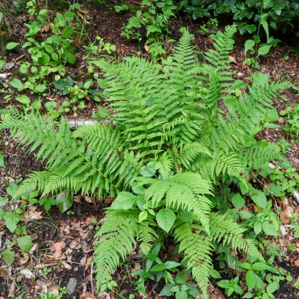Dryopteris filix-mas - Fougère mâle