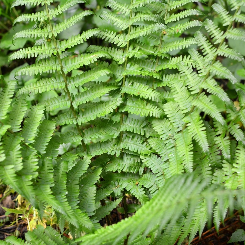 Dryopteris filix-mas - Fougère mâle