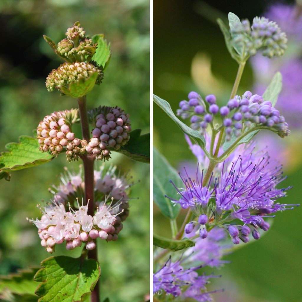 Duo Caryopteris rose et bleu