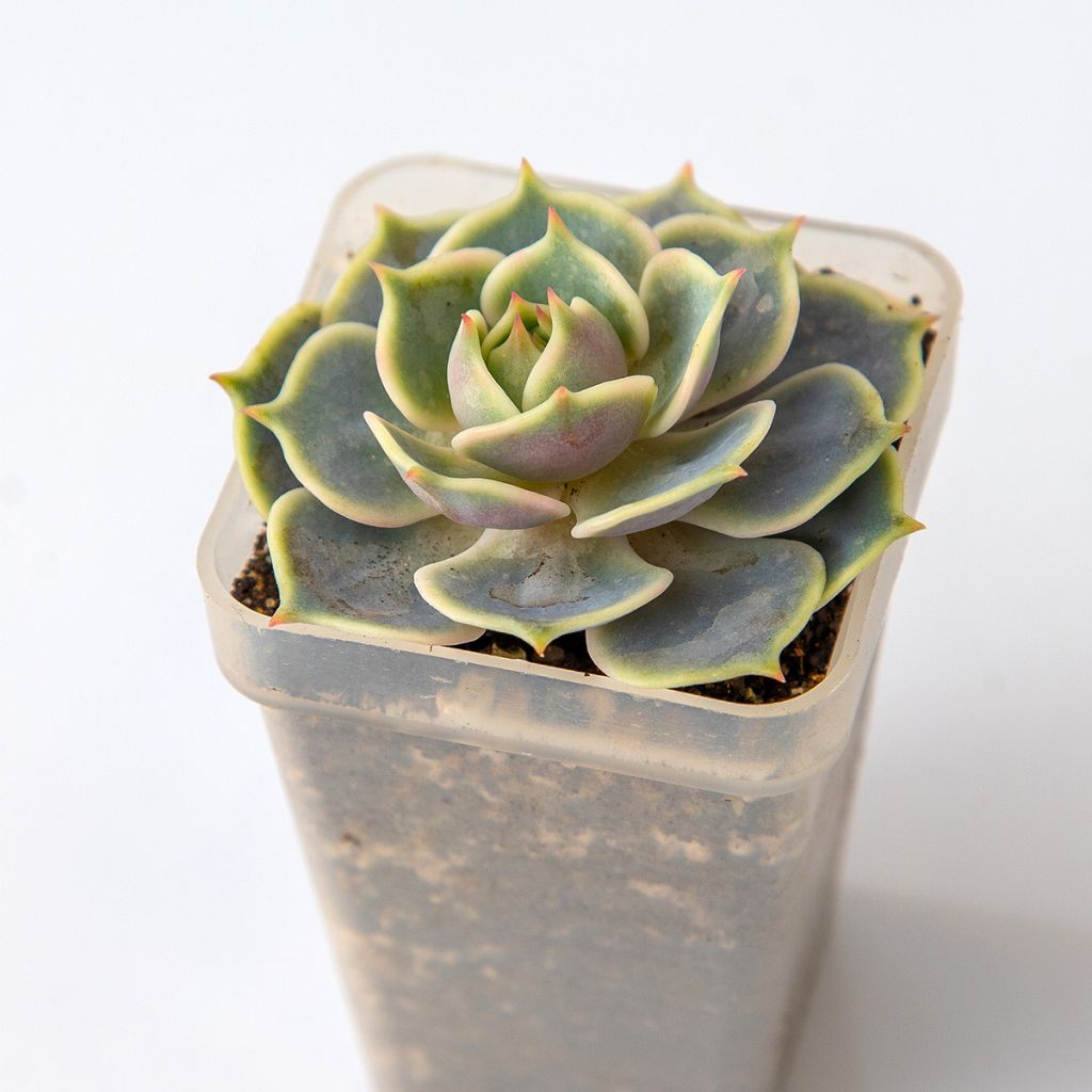 Echeveria Lola