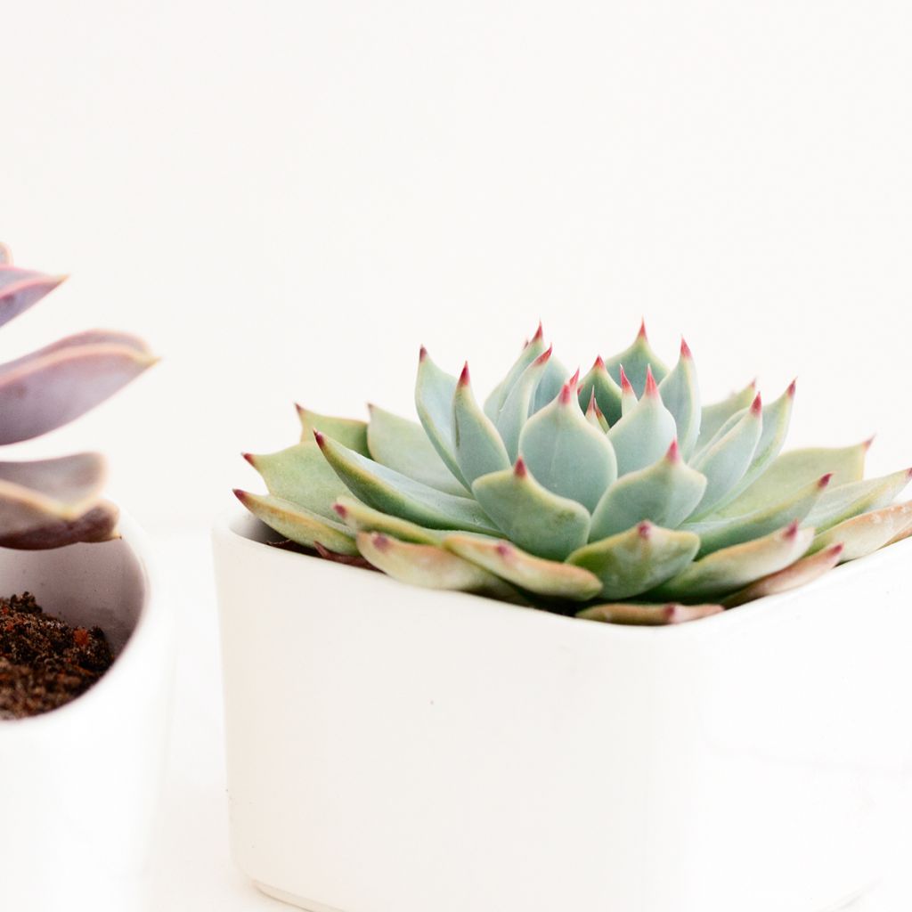 Echeveria Parva