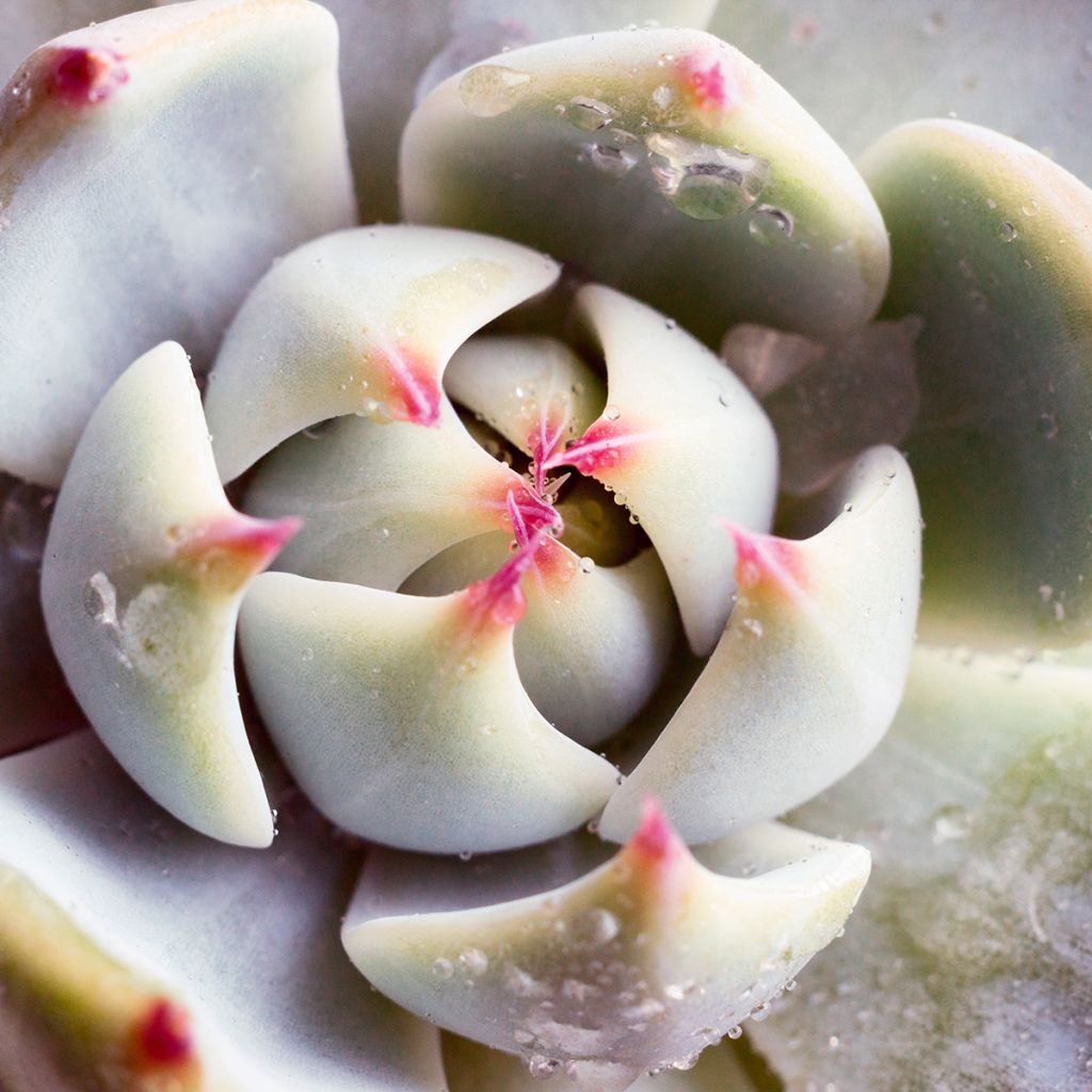 Echeveria Parva