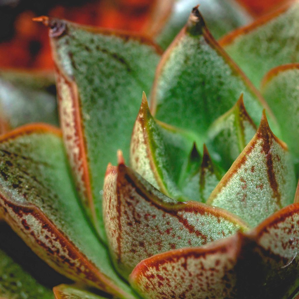 Echeveria purpusiorum