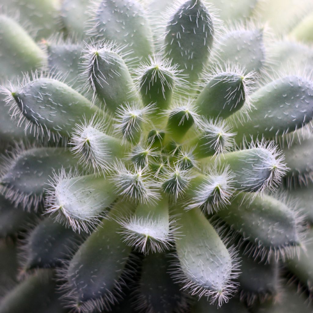 Echeveria setosa