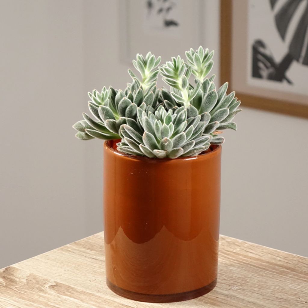 Echeveria setosa