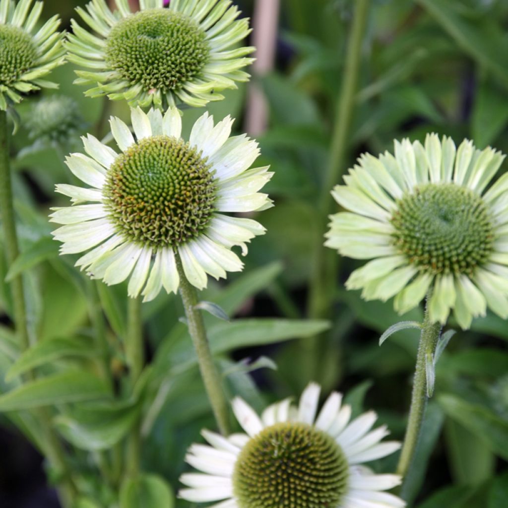 Echinacea Green Jewel - Echinacée