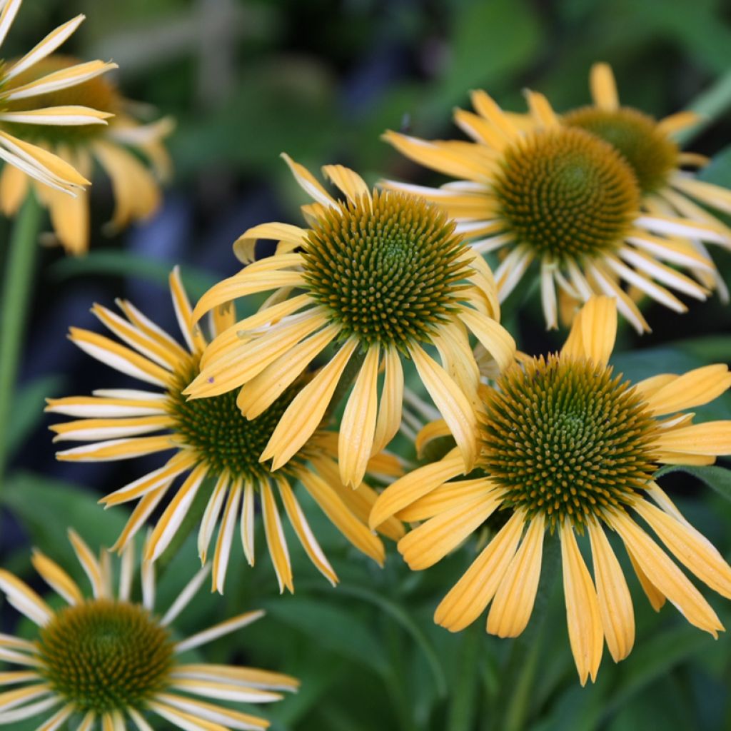 Echinacea Harvest Moon - Echinacée
