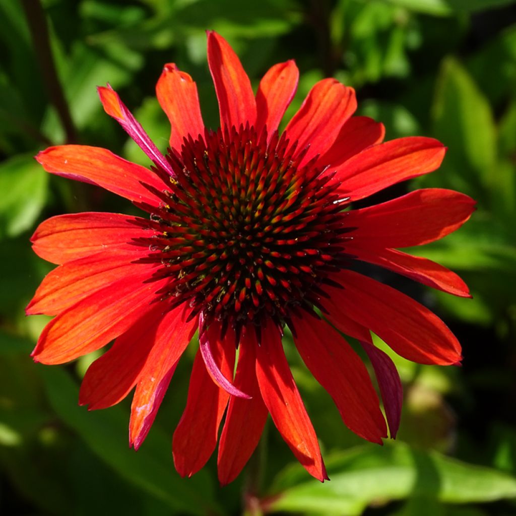 Echinacea Hot Summer - Echinacée
