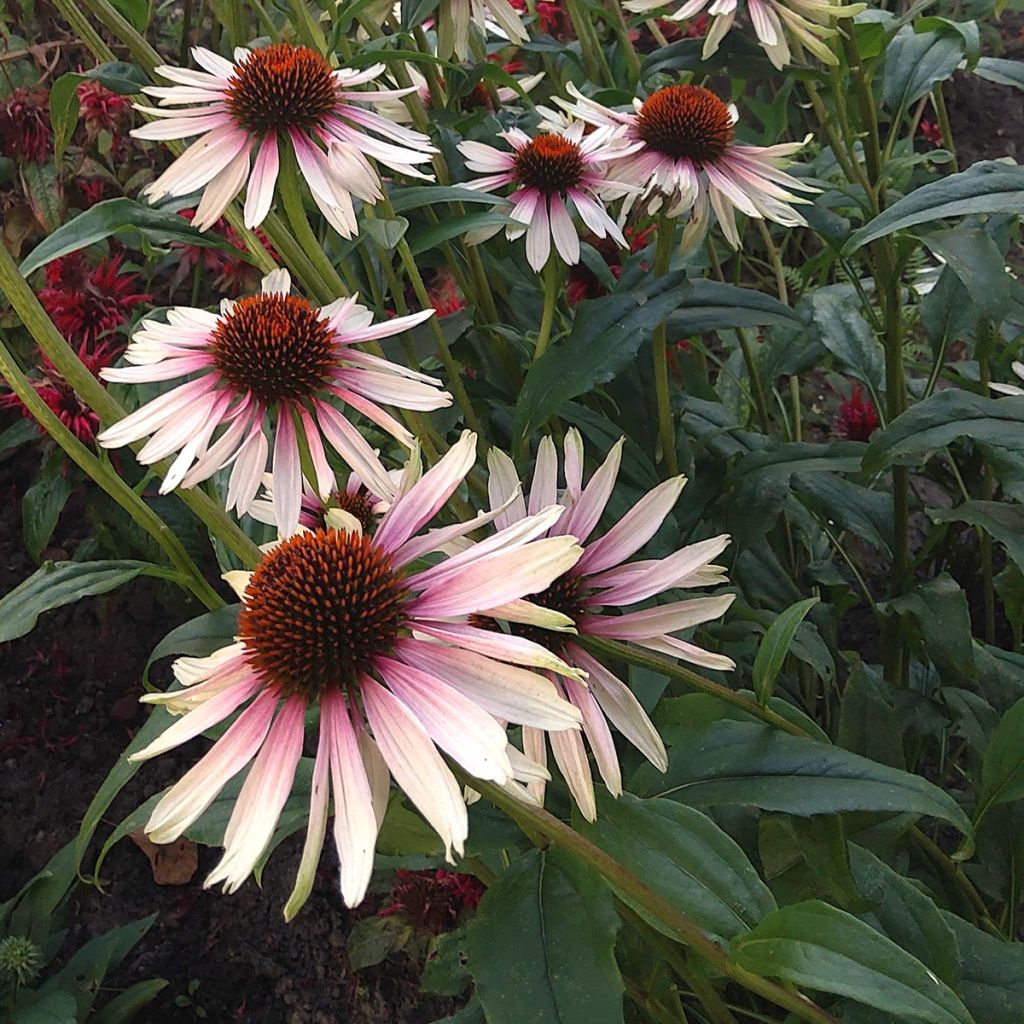 Echinacea JS Engeltje Pretty Parasols - Echinacée