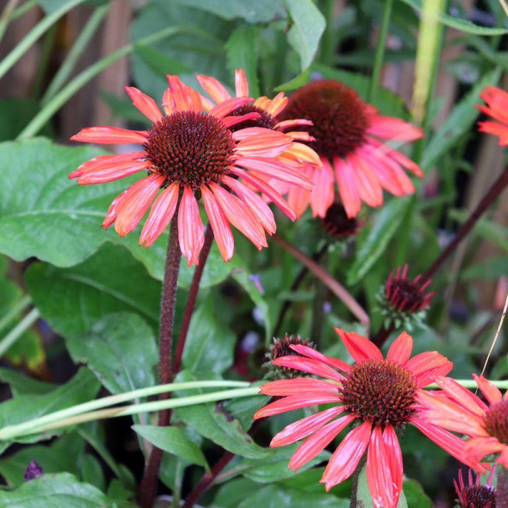 Echinacea SunSeekers Orange - Echinacée