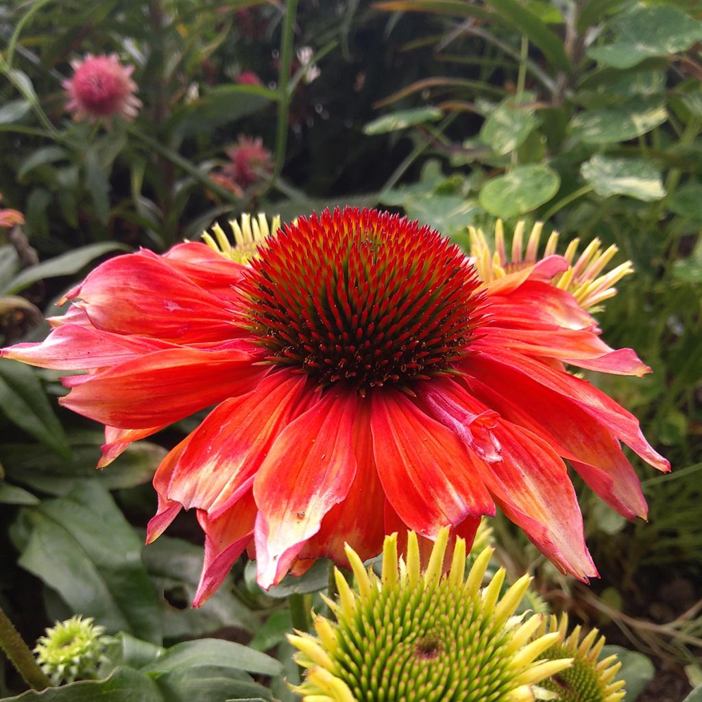 Echinacea Supreme Flamingo